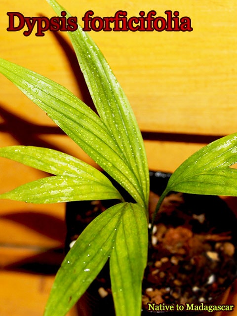 ディプシス・フォルフィキフォリア(Dypsis forficifolia)苗