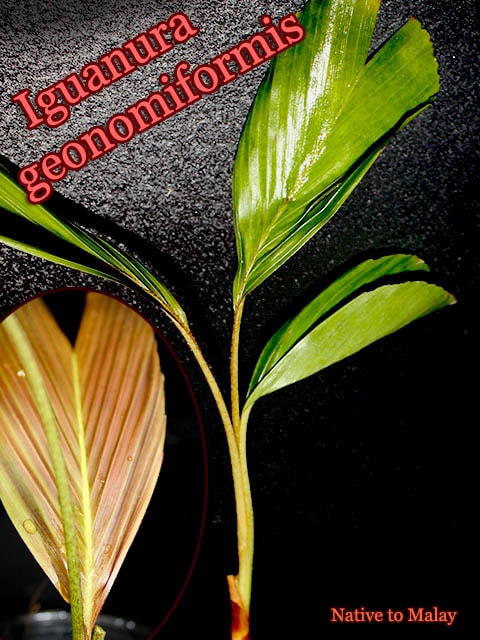 �������̥顦�����Υߥե���ߥ�(Iguanura geonomiformis)[�䥷ȴ���ġ�ͽ����]