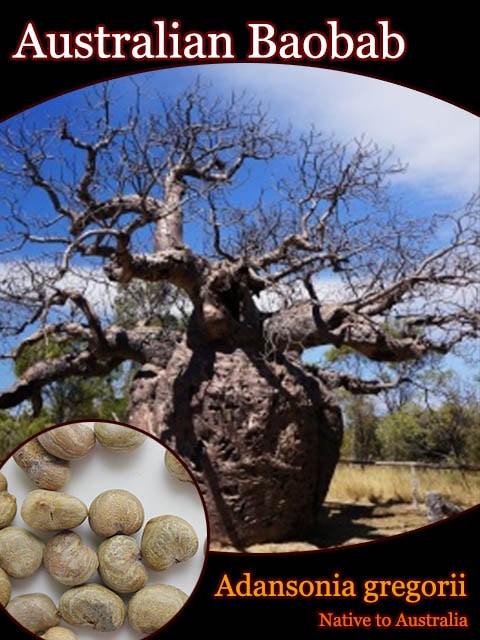 󥽥˥쥴꡼(Adansonia gregorii)[ХХּҡͽ]