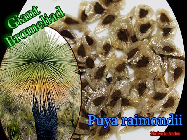プヤ・ライモンディ(Puya raimondii)種子[予約商品] 販売店