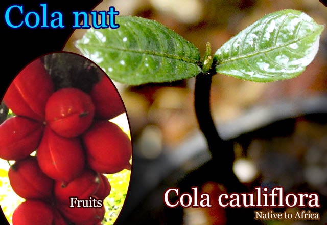 [���������]�����顦������ե�����(Cola cauliflora)��