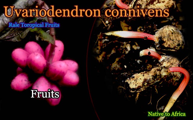 [�����Х�쥤����Ǯ�Ӳ̼�]�������ꥢ�ǥ�ɥ��󡦥���˥�����(Uvariodendron connivens)���