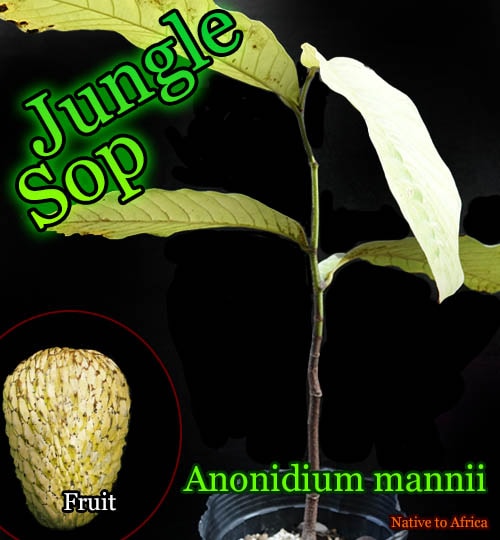 [バンレイシ科熱帯果樹・超巨大果]ジャングルサップ(Anonidium mannii)苗