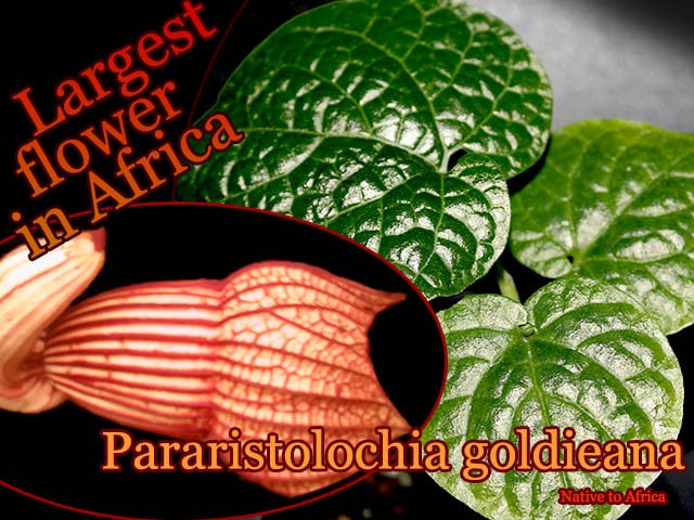 パラリストロチア・ゴルディエアナ(Pararistolochia goldieana)苗[アフリカ最大の花・希少熱帯花木]