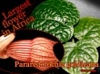 �ѥ�ꥹ�ȥ�����������ǥ�������(Pararistolochia goldieana)��[���եꥫ����β֡�����Ǯ�Ӳ���]