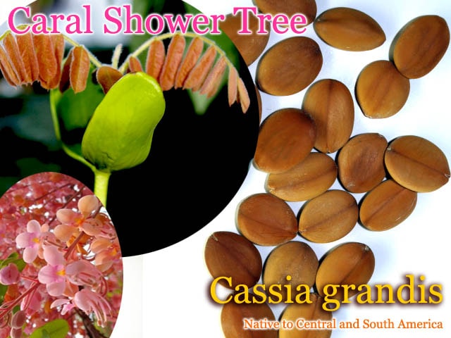 [予約商品]Cassia grandis(コーラルシャワーツリー)種子[100個~10000個]