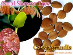 [ͽ����]Cassia grandis(������륷���ĥ꡼)���[100��~10000��]