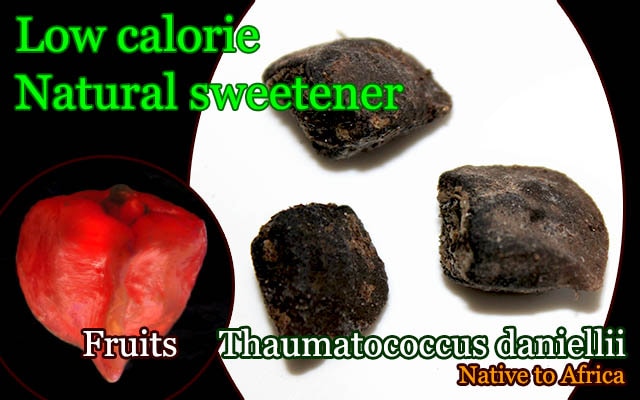 [甘味料・世界で最も甘い物質ソーマチン原料]Thaumatococcus daniellii(タウマトコックス・ダニエリ)種子