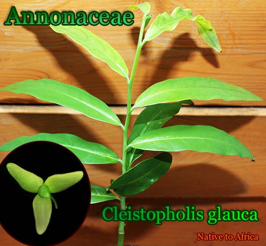 [�Х�쥤����Ǯ�Ӳ̼�]Cleistopholis glauca(���쥤���ȥե��ꥹ�����饦��)��