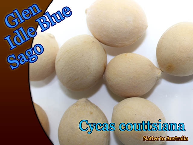 サイカス　コッツシアーナ 希少種】 サイカス コッツシアーナ Cycas couttsiana 蘇鉄