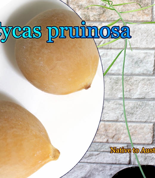 Cycas pruinosa(サイカス・プルイノサ) 種子[ソテツ種子]