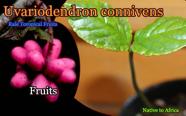 ウヴァリアデンドロン・コンニヴェンス(Uvariodendron connivens)苗・発芽種子[希少バンレイシ科熱帯果樹]