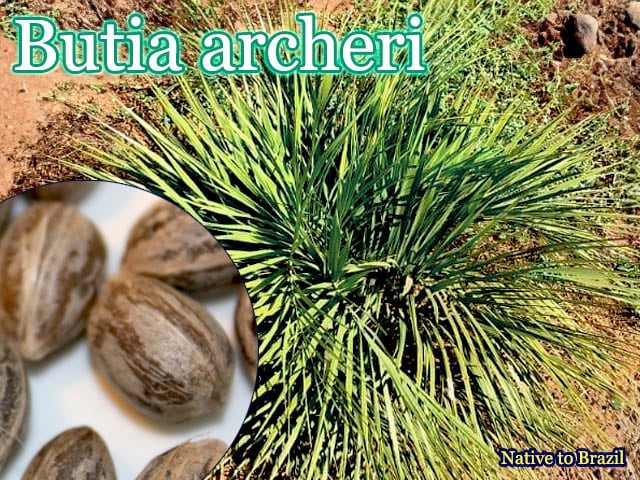 Butia archeri(ブティア・アーチェリ)種子[予約商品]