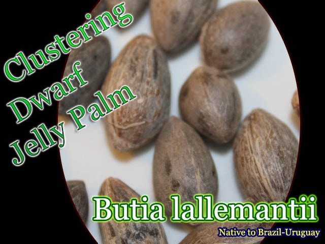 Butia lallemantii(ブティア・ラルマンティー)種子[ヤシ種子・予約商品]
