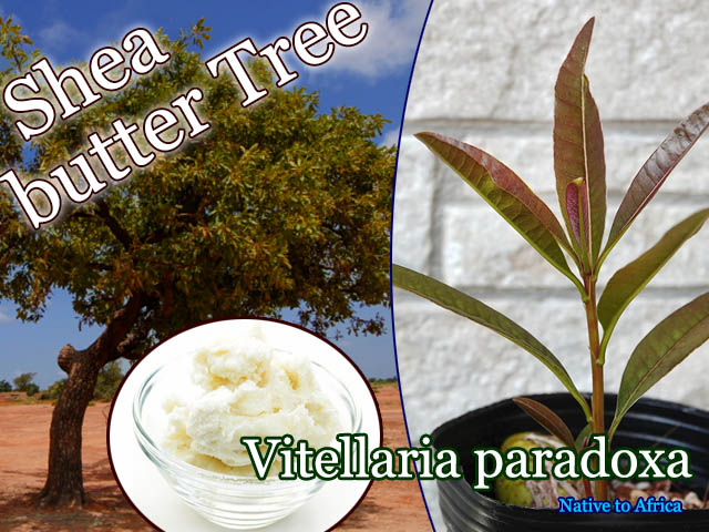 �����Х����Υ�(Vitellaria paradoxa)��[Ǯ�Ӳ̼�]