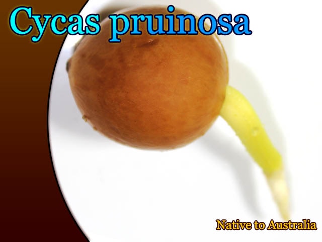 Cycas pruinosa(サイカス・プルイノサ) 発根種子[ソテツ種子]