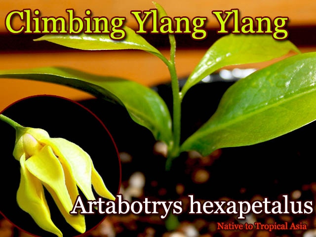 [�����ե쥰���ȥץ���]���饤�ߥ󥰡�����󥤥��(Artabotrys hexapetalus)��