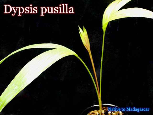 Dypsis pusilla(ディプシス・プシラ)苗