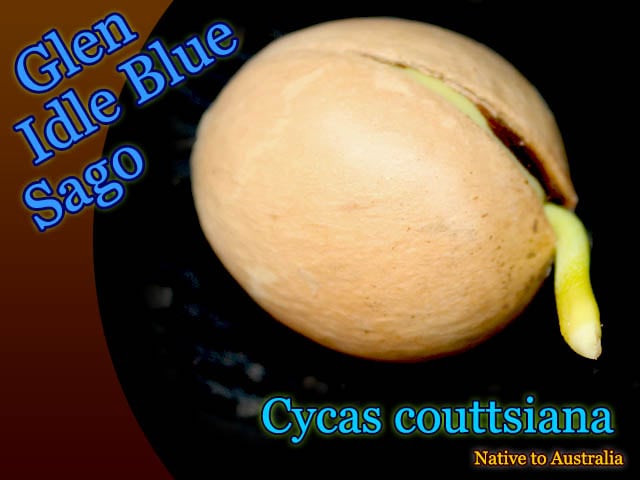 Cycas couttsiana(�������������åĥ�������)ȯ�����[���ƥļ��]