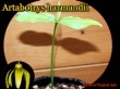 [�ե쥰���ȥץ���]���륿�ܥȥꥹ���ϥ�ޥ�ǥ���(Artabotrys harmandii)��