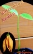 [�����Х�쥤���ʥե쥰���Ȳ���]Mitrephora laotica(�ߥȥ�ե��顦�饪�ƥ���)��