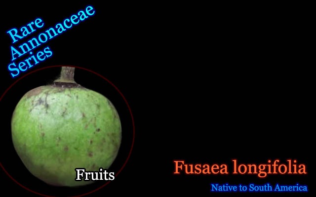 希少バンレイシ科 熱帯果樹 Fusaea Longifolia フサエア ロンギフォリア 種子 販売店 希少バンレイシ科 熱帯果樹 Fusaea Longifolia フサエア ロンギフォリア 種子 販売店