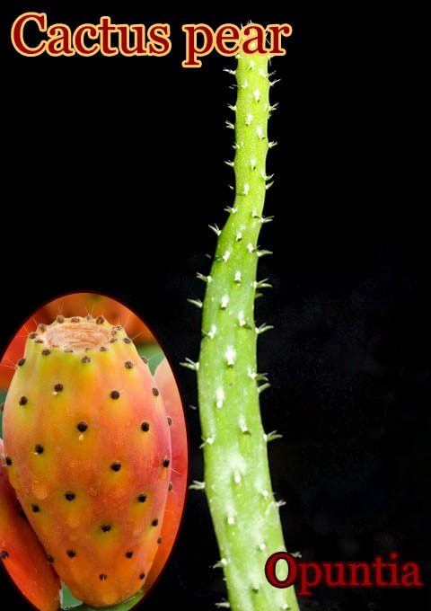 ڥ(Cactus pear)