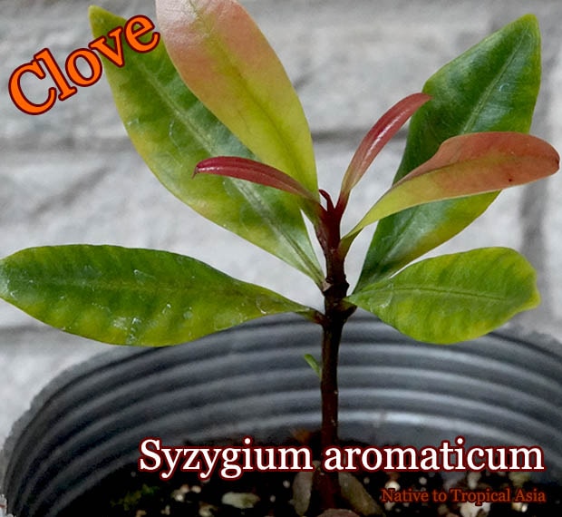 クローブ(Syzygium aromaticum)苗[スパイス]