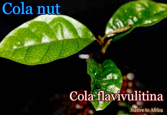 コーラ・フラビブリティナ(Cola flavivulitina)苗
