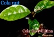 顦եӥ֥ƥ(Cola flavivulitina)