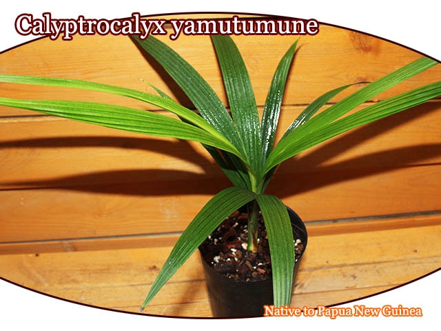 カリプトロカリクス・ヤムツムネ(Calyptrocalyx yamutumune)苗