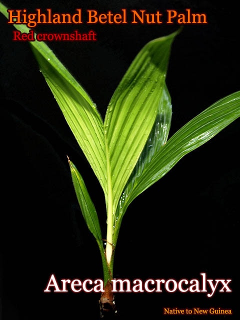 Areca macrocalyx(アレカ・マクロカリックス)[ヤシ抜き苗・予約商品]