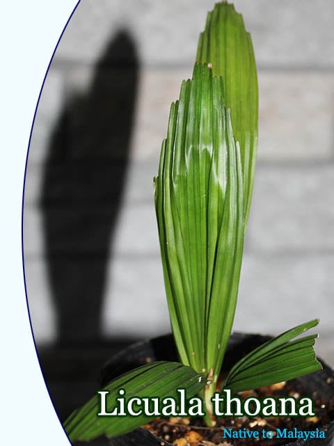 リクアラ ・ソアナ(Licuala thoana)[ヤシ抜き苗・予約商品]