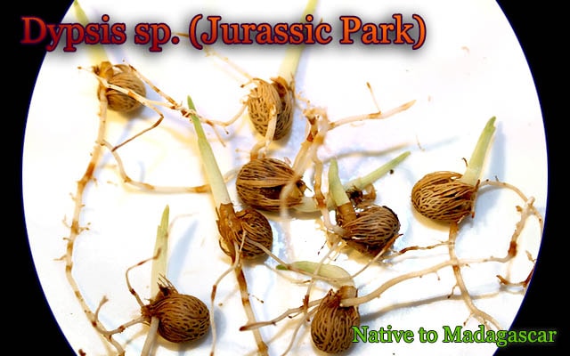 Dypsis sp.Jurassic Park(ディプシス ジュラシック・パーク)発芽種子