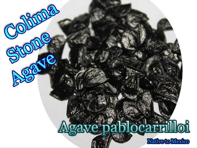 Agave pablocarrilloi(アガベ・パブロカリロイ)種子