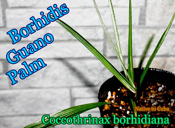 Coccothrinax borhidiana(ココスリナックス・ボリディアナ)[ヤシ抜き苗・予約商品]