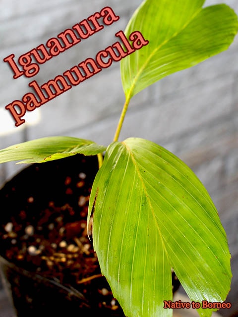[カラーリーフヤシ]イグアヌラ・パルムンクラ(Iguanura palmuncula)[ヤシ抜き苗・予約商品]