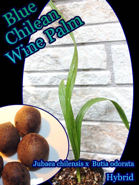 ꥵ䥷 X ֥ƥɥ顼ϥ֥å(Jubaea chilensis X Butia odorata)[Ѵ䥷]