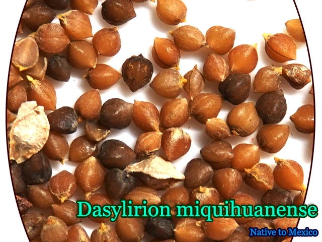 Dasylirion miquihuanense(������ꥪ�󡦥ߥ�����ͥ�)���[ͽ����]