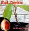Durio graveolens Red(�ɥ��ꥪ������٥����)��[��åɡ��ɥꥢ��]