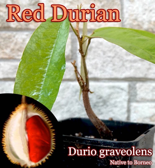 ドリアン苗 レア品種 Durio Graveolens苗 Durio graveolens Red(ドゥリオ・グラベオレンス)苗[レッド