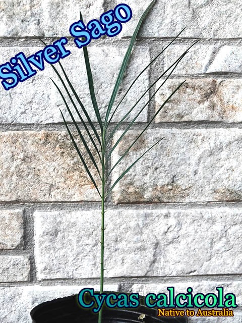 【希少】Cycas calcicola サイカス カルキコラ 000000001696_gL8Js2v.jpg