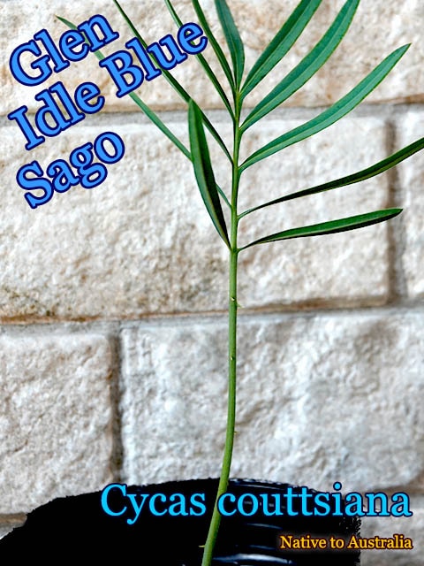 Cycas couttsiana(サイカス・コッツシアーナ)苗