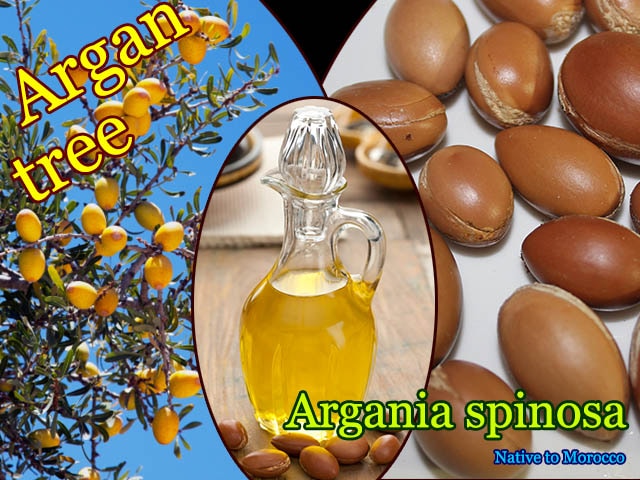 アルガンツリー(Argania spinosa)種子[アルガンオイルの原料]