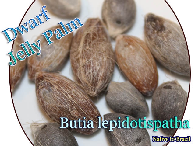 Butia lepidotispatha(ブティア・レピドティスパタ)種子[ヤシ種子