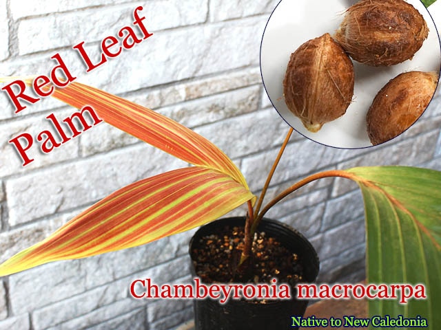 Chambeyronia macrocarpa(レッドリーフパーム)種子