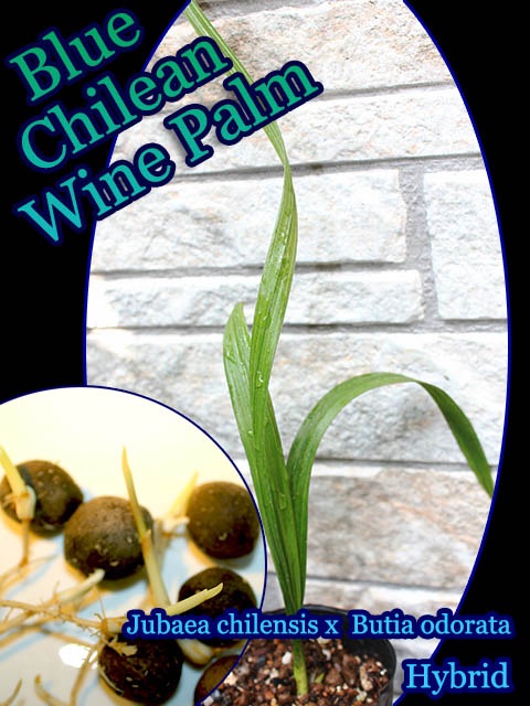 ꥵ䥷 X ֥ƥɥ顼ϥ֥å(Jubaea chilensis X Butia odorata)[Ѵ䥷ȯ]