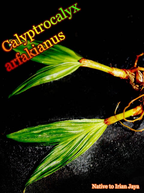 Calyptrocalyx arfakianus(カリプトロカリクス・アルファキアヌス)[ヤシ抜き苗]