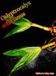 Calyptrocalyx arfakianus(ץȥꥯե̥)[䥷ȴ]