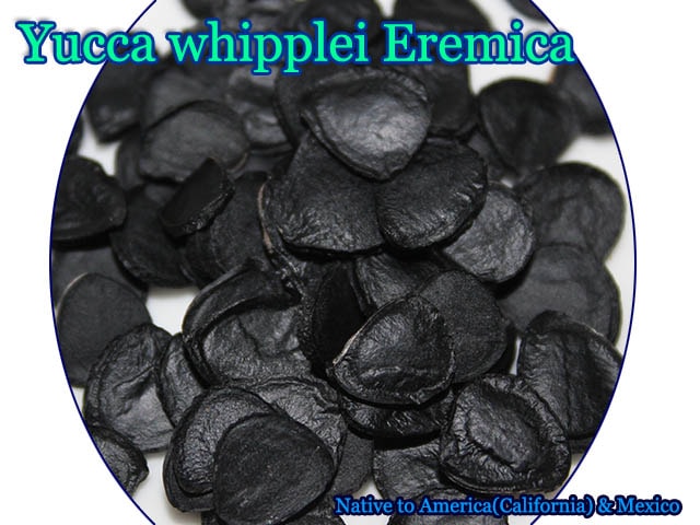 ユッカ・ウィップレイ エレミカ(Yucca whipplei ssp. Eremica)種子[ユッカ種子]